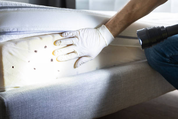 Best Ant Control Services  in Cooper, TX