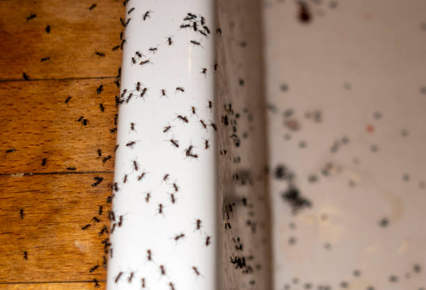 Best Termite Control Services  in Cooper, TX