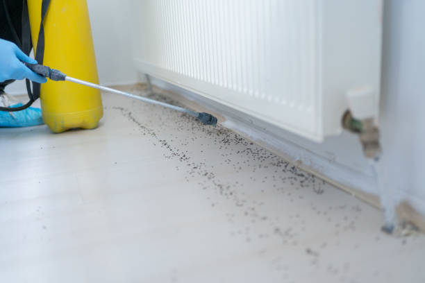 Best Wasp Removal Services  in Cooper, TX
