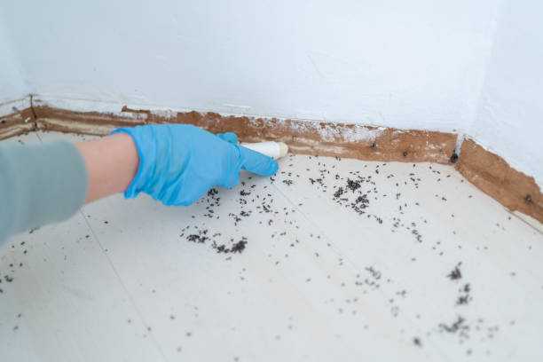 Best Pest Control Near Me  in Cooper, TX